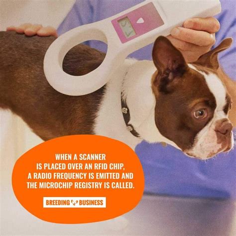 rfid tracking chip in dog|where are dogs microchips placed.